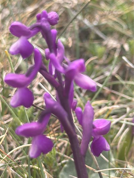 Anacamptis morio subsp. champagneuxii  - David Vilasís Boix