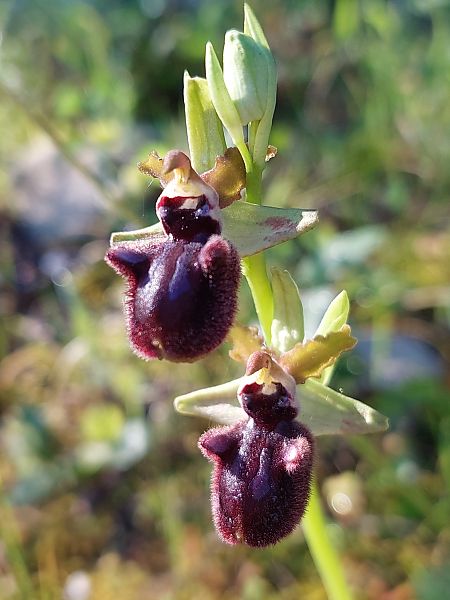 Ophrys incubacea  - Bernard Sonnerat