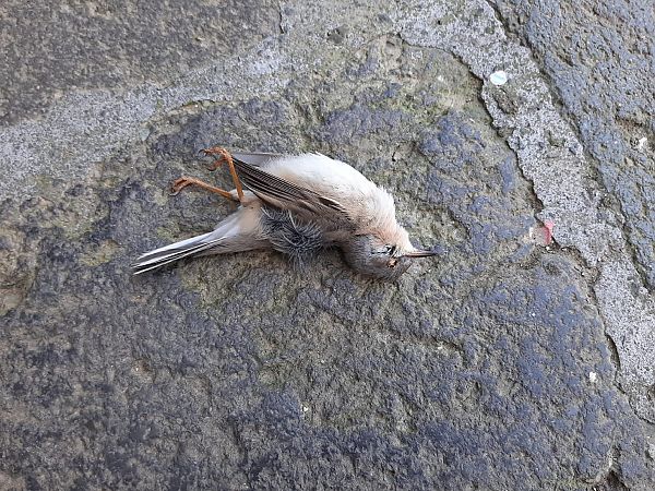 Sterpazzolina meridionale  - Matteo Faggi