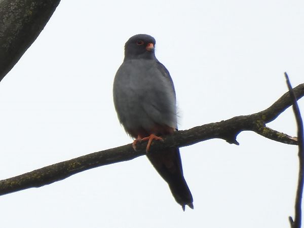 Falco cuculo  - Lorenza Venturini