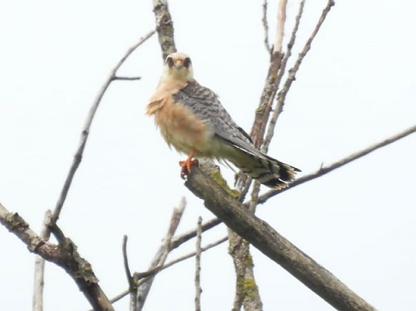 Falco cuculo  - Lorenza Venturini