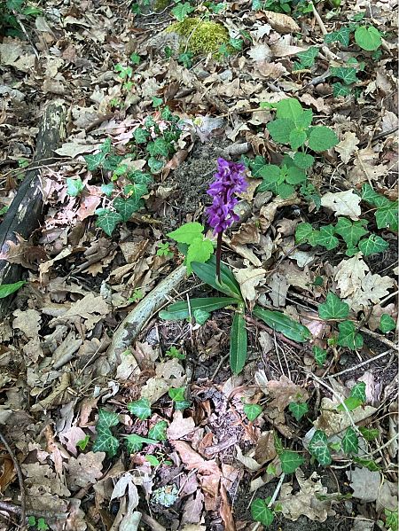 Orchis mascula  - Fanny Desaintjean