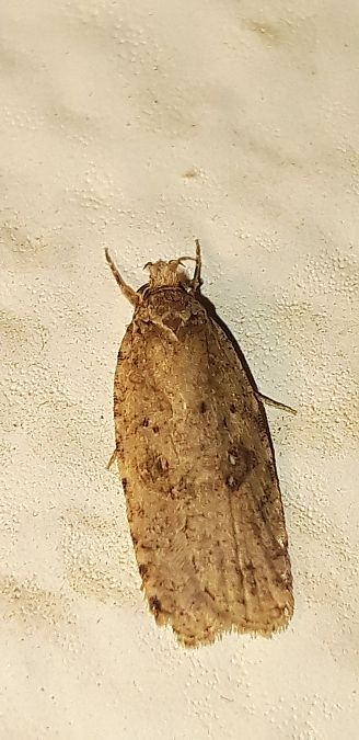 Agonopterix heracliana  - Michele Cento