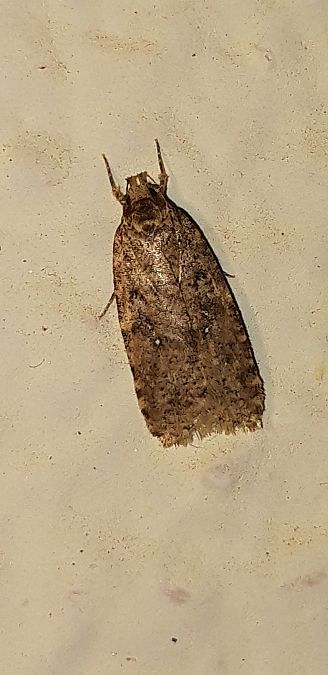 Agonopterix heracliana  - Michele Cento