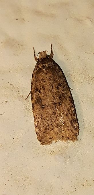 Agonopterix heracliana  - Michele Cento