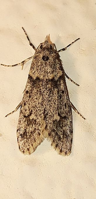 Diurnea fagella  - Michele Cento