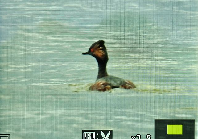 zausznik  - Krzysztof Kajzer