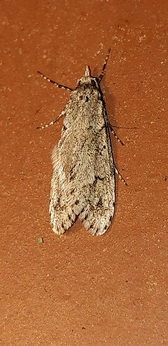 Diurnea fagella  - Michele Cento