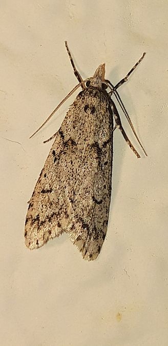 Diurnea fagella  - Michele Cento