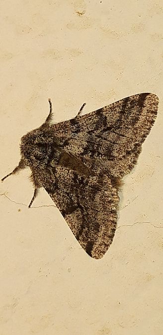 Lycia hirtaria  - Michele Cento