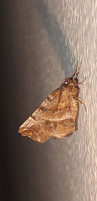 Selenia dentaria  - Michele Cento