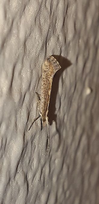 Plutella xylostella  - Michele Cento