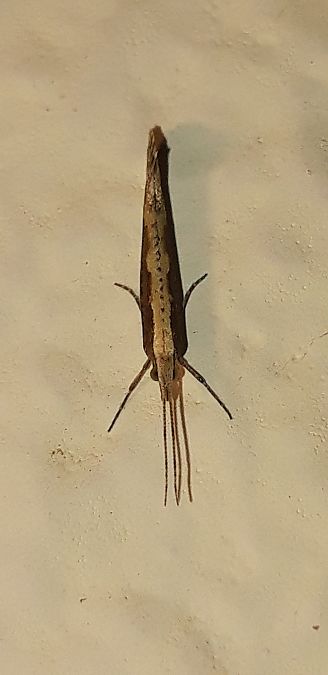 Plutella xylostella  - Michele Cento