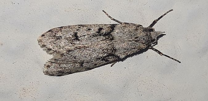 Diurnea fagella  - Michele Cento