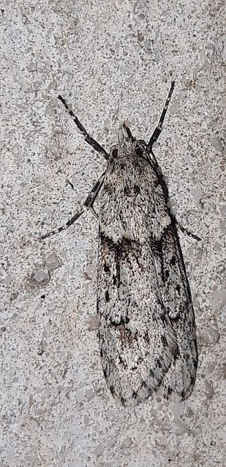 Diurnea fagella  - Michele Cento