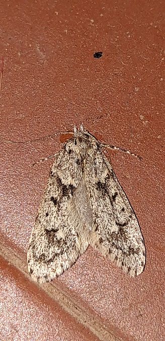 Diurnea fagella  - Michele Cento