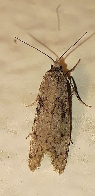 Diurnea fagella  - Michele Cento