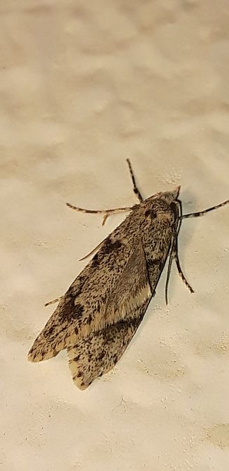Diurnea fagella  - Michele Cento