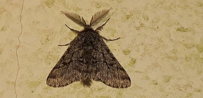 Lycia hirtaria  - Michele Cento