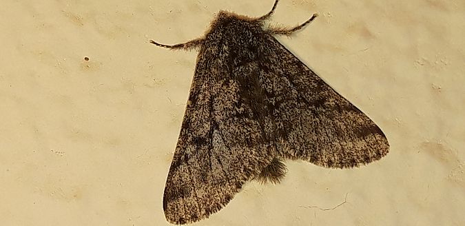 Lycia hirtaria  - Michele Cento