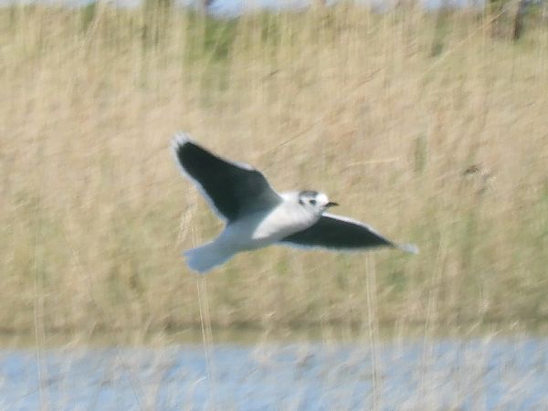 Gabbianello  - Massimo Tassinari