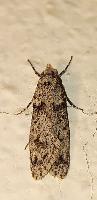Diurnea fagella  - Michele Cento