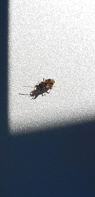 Scolopostethus decoratus  - Michele Cento