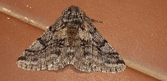 Lycia hirtaria  - Michele Cento