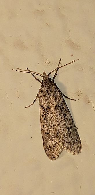 Diurnea fagella  - Michele Cento