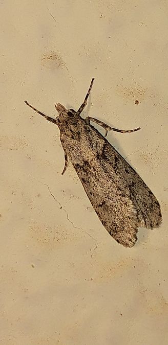 Diurnea fagella  - Michele Cento