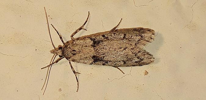 Diurnea fagella  - Michele Cento