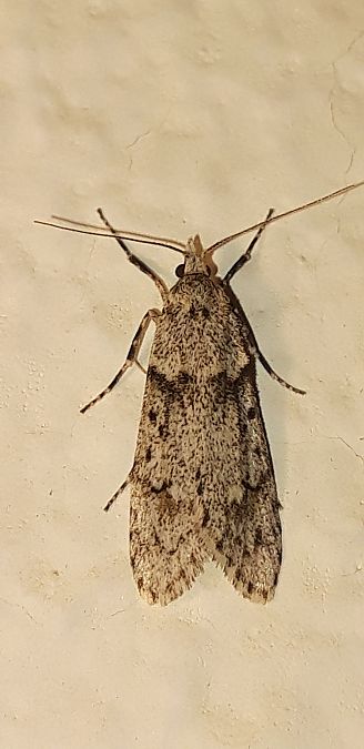 Diurnea fagella  - Michele Cento