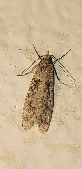 Diurnea fagella  - Michele Cento