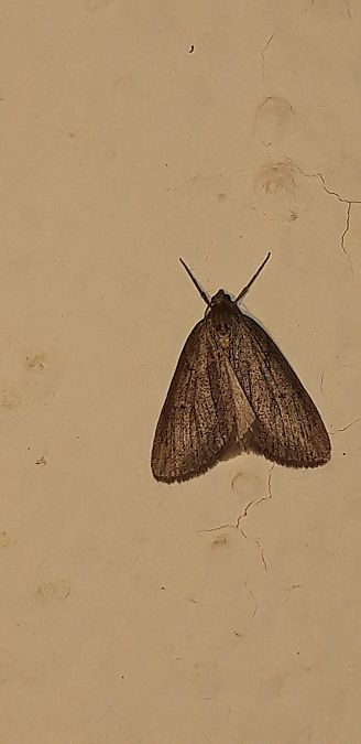 Pachycnemia hippocastanaria  - Michele Cento