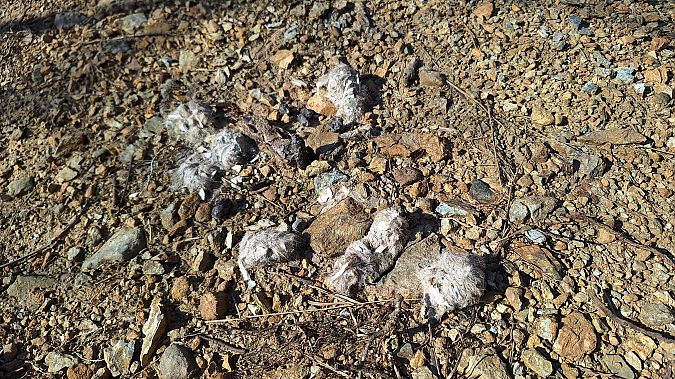 Lupo  - Renato Cottalasso