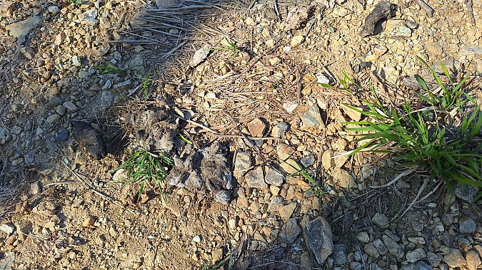 Lupo  - Renato Cottalasso