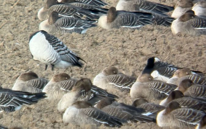 bernikla białolica  - Artur Andrzejewski