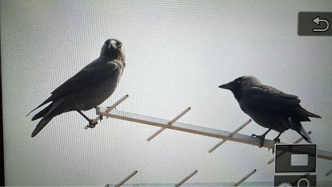 Taccola  - Paolo Zucca