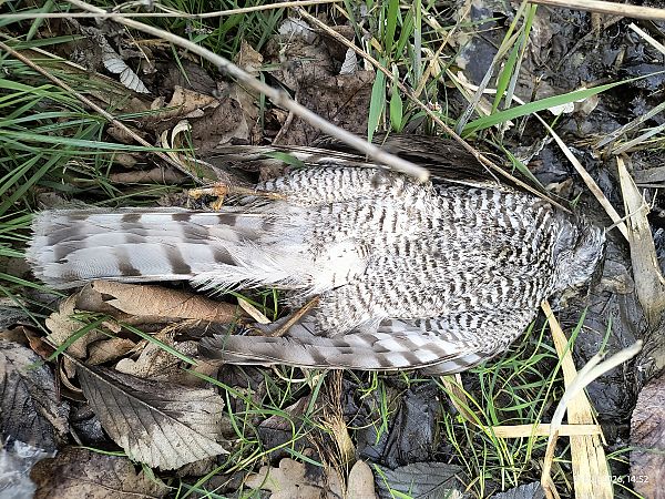 Eurasian Sparrowhawk 