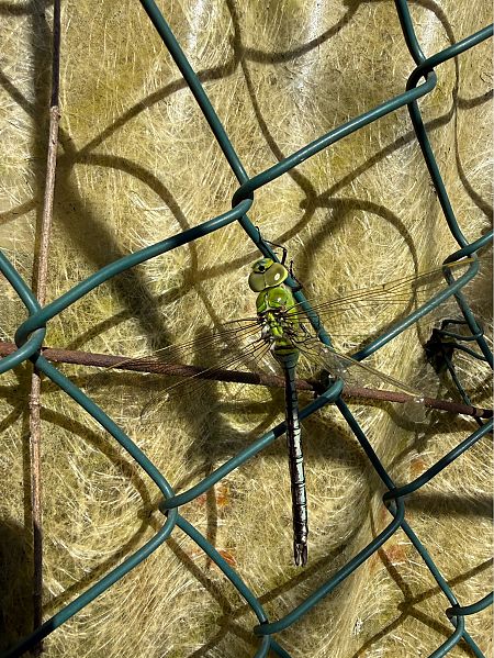 Anax imperator  - Andrea Galimberti