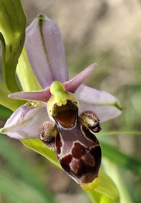 Ophrys scolopax 