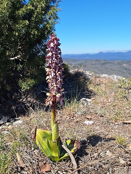 Himantoglossum robertianum  - Benjamin Kabouche