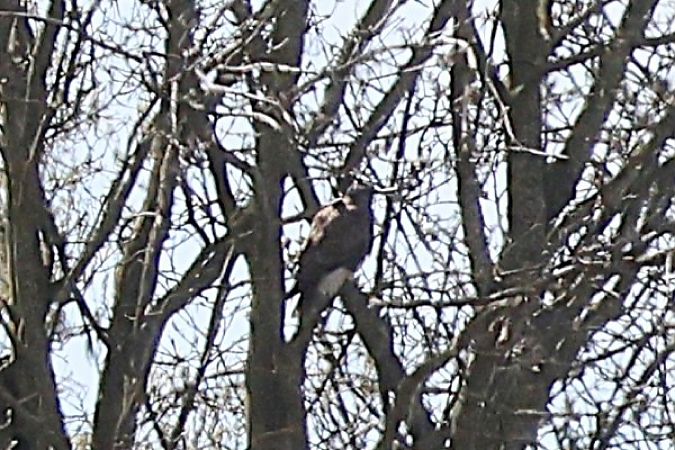 Oiseau indéterminé  - Andrea Reischer