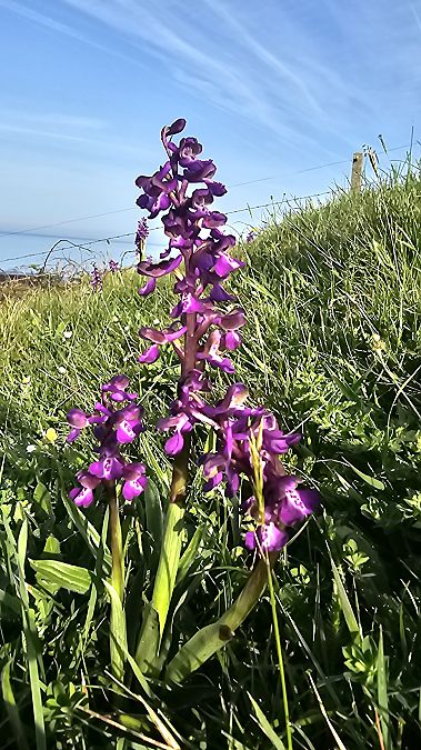 Anacamptis morio  - Laurent Buin