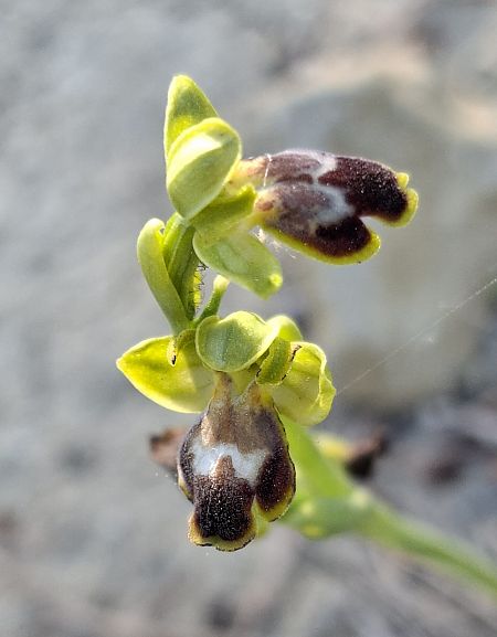 Ophrys delforgei 