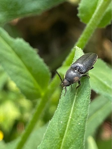 Melanotus punctolineatus  - Maria Rita Gelso