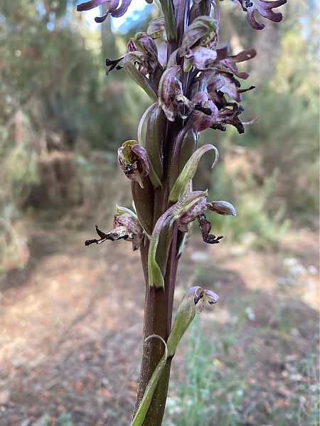 Himantoglossum robertianum  - Cesc Vidal Vilaseca
