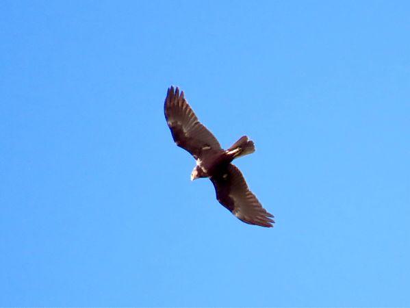 Falco di palude  - Giuseppe Mirlocca