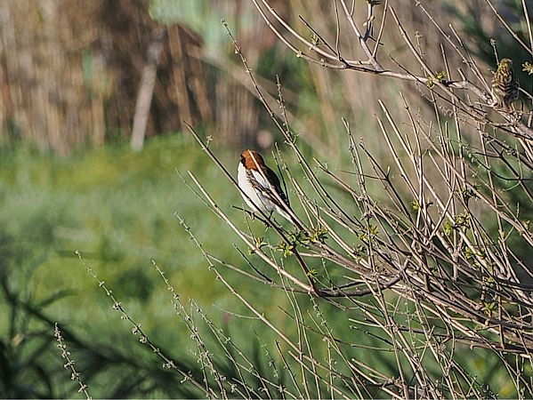 Capsigrany  - Sebastian Heldt