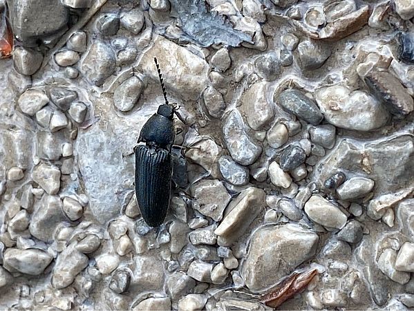 Melanotus punctolineatus  - Maria Rita Gelso